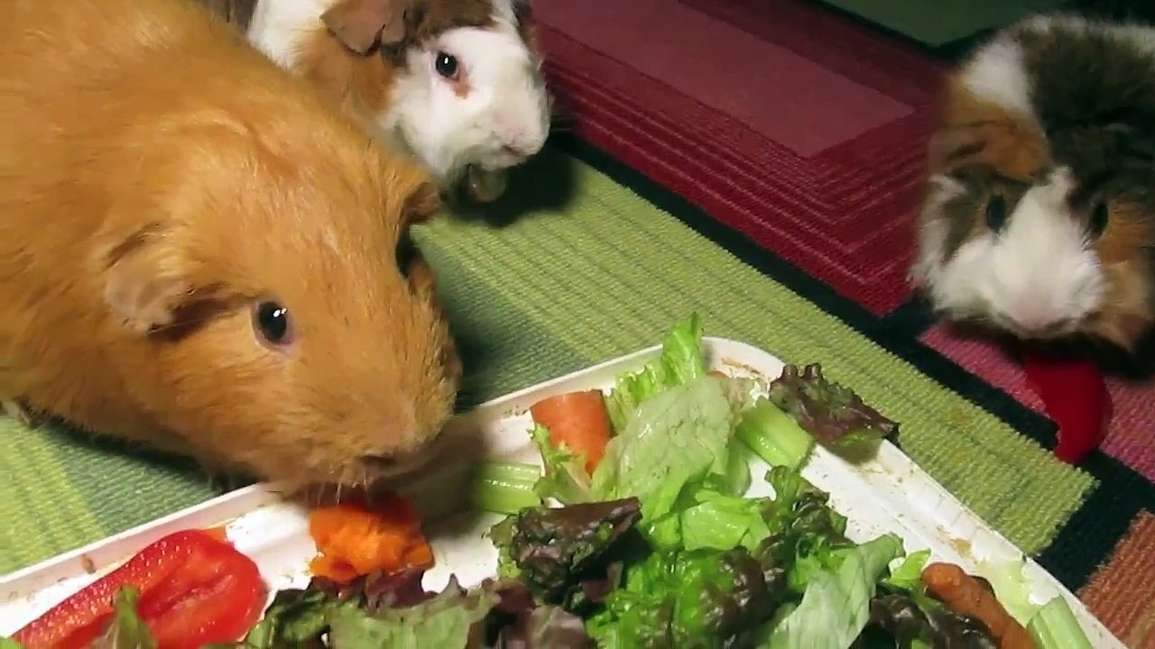The Guinea Pig Tag
