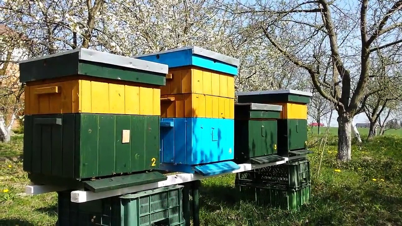 Rzepak 2015