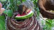 My pet squirrel Ganesha eats watermelon