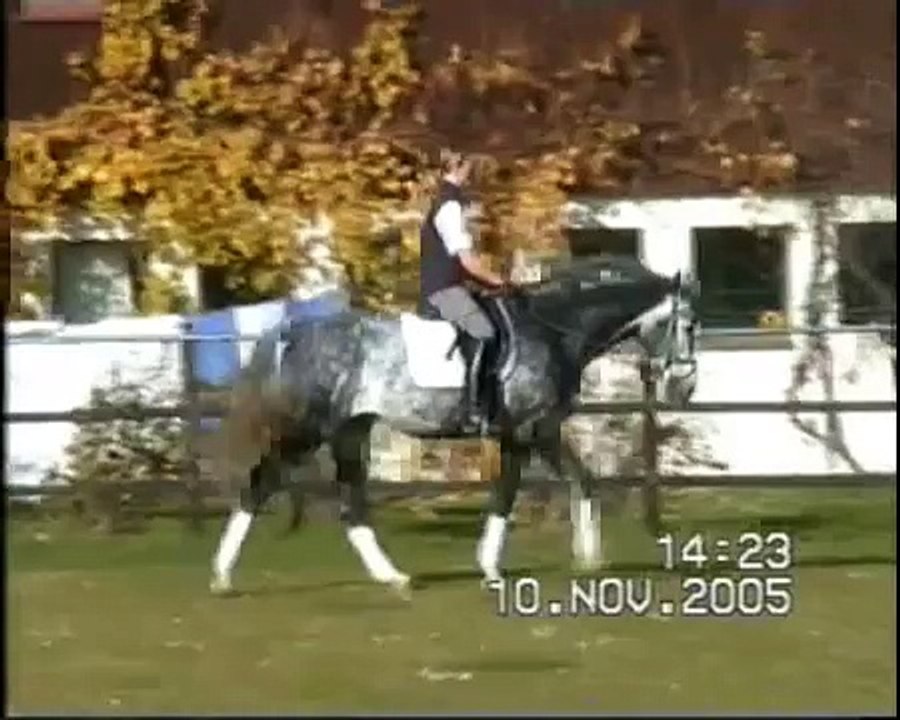 Hengst Dressur reiten 2005