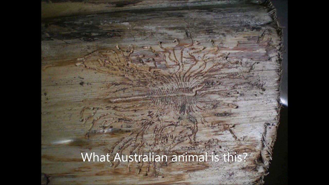 What Australian Bird Makes This Call?