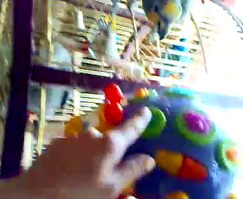 BoBo – Venezuela Amazon Parrot and MusicToy