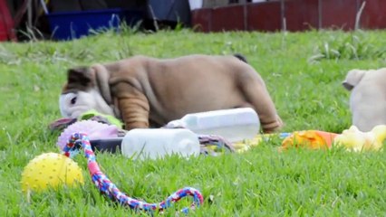 Cute English Bulldog Puppies For Adoption (Contact: 323-614-0031)
