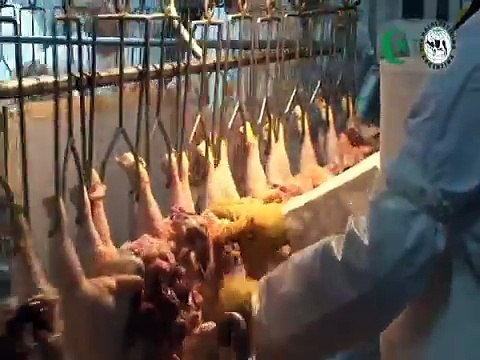 HALAL POULTRY SLAUGHTERING