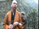 Monk Bullied by Mount Monkeys, Mt Emei