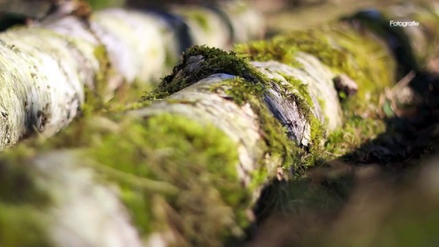 FOTOGRAFIEREN IM WALD - FOTOGRAFIE TIPPS UND TRICKS by Benjamin Jaworskyj