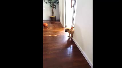 Guilty or not Guilty French bulldog