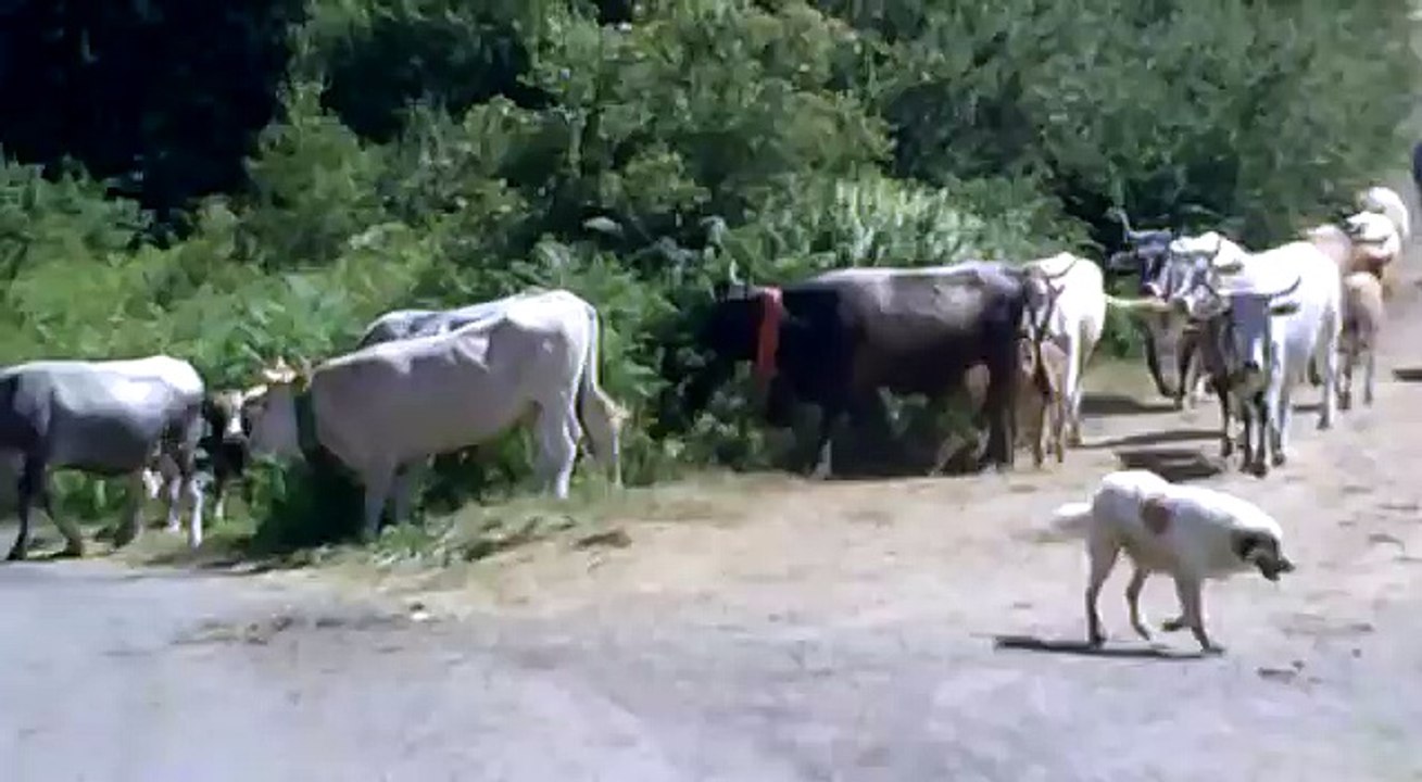 transumanza bocchigliero (2011-n2)