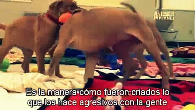 Dogs 101- American Pit Bull Terrier (Subtítulos en español)