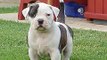 American Bulldogs