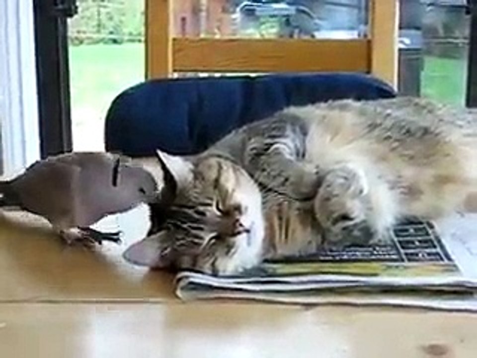 cat own dove