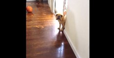 Guilty French Bulldog Avoids An Awkward Situation