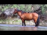 Caballos Salvajes - Wild Horses