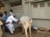 Cow Qurbani Running of  Dangerous Cow Kick 2010 Funny Video