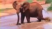 Young elephants playing at Tsavo East Kenya water hole