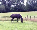 Horse celebrating being in the field