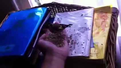 dressage chardonneret algérien