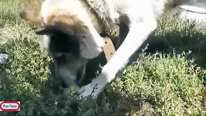 Funny videos that make you laugh so hard you cry _  Funny videos 2015-