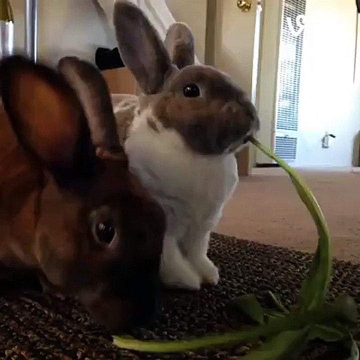 Bunny Love! by Ricardo Vigil.?syndication=228326