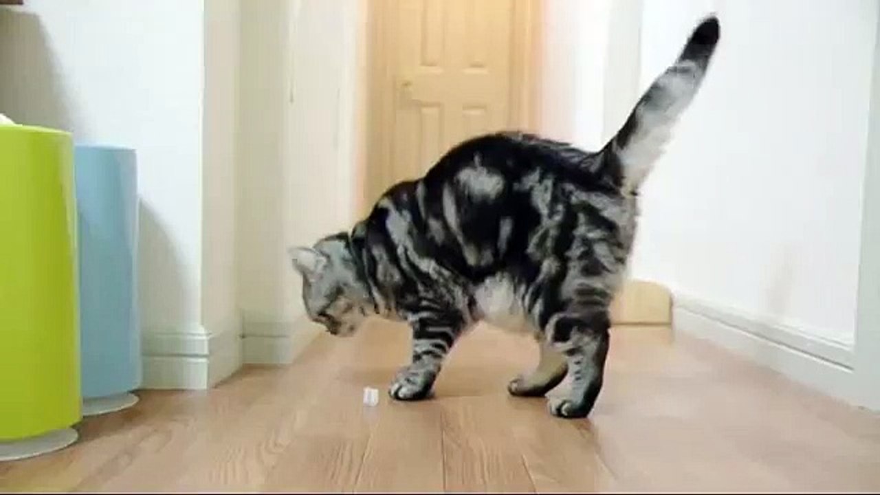 夜の猫達