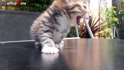 Kittens Meowing Compilation || CUTE