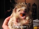 Very Funny Hedgehog Eats Carrot - Еж Жует Морковь - Это Жесть !