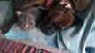 CHULA Y MIO. mi boxer y mi gato durmiendo juntos