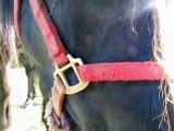 ethologie méthode ISA F crep naours savoir  lire et comprendre les chevaux