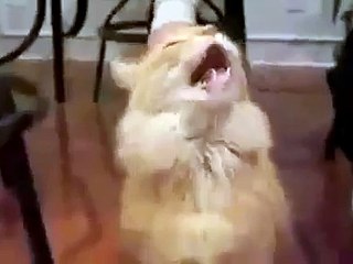 What´s Going On With This Cat!! He´s Mad!!
