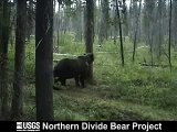 Dancing bear with great moves