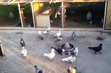 Filo Güvercinleri  G.Antep