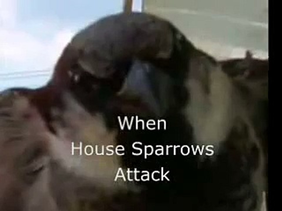 When House Sparrows Attack