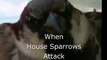 When House Sparrows Attack
