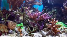 Seawater Tank - Meerwasseraquarium