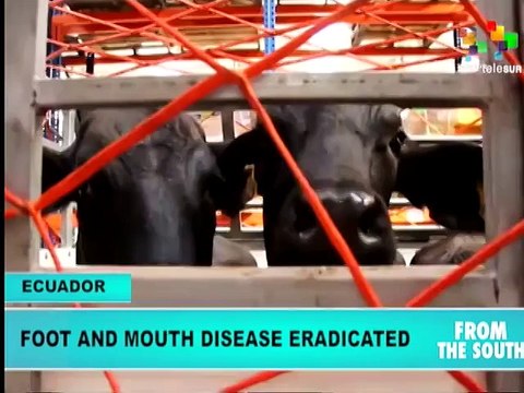 Ecuador to Be Certified by WHO for Eradicating Foot and Mouth Disease