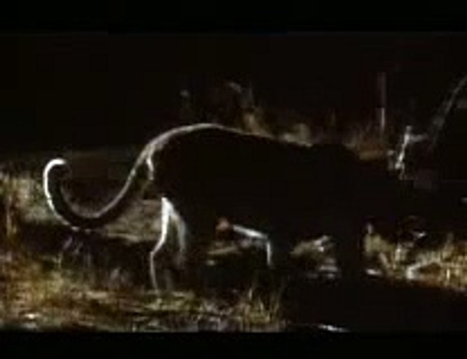 Leopard hunting at night