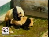 Pandaya panda pornosu izlettirildi