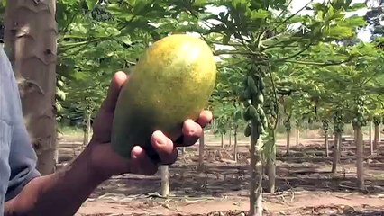 Plantação de Mamão - Processo Completo - VS FAZENDA.avi