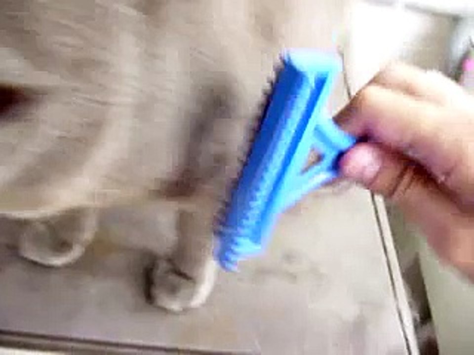 Chumbinho voador