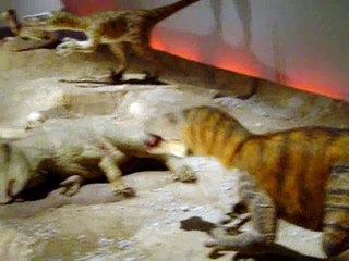 恐竜大陸・ｳﾞｪﾛｷﾗﾌﾟﾄﾙ＆ﾌﾟﾛﾄｹﾗﾄﾌﾟｽ(Verociraptor&Protoceratops)