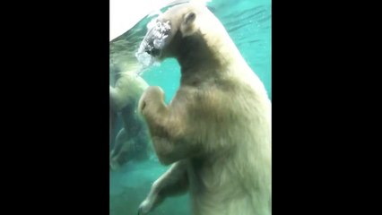 Two Polar Bears Playing at the San Diego Zoo