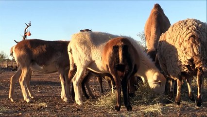 Meet My Unusual Herd of Sheep - Wild Mouflon & More