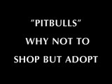 Pitbulls The most euthanized dog in America By Kidwell Prod