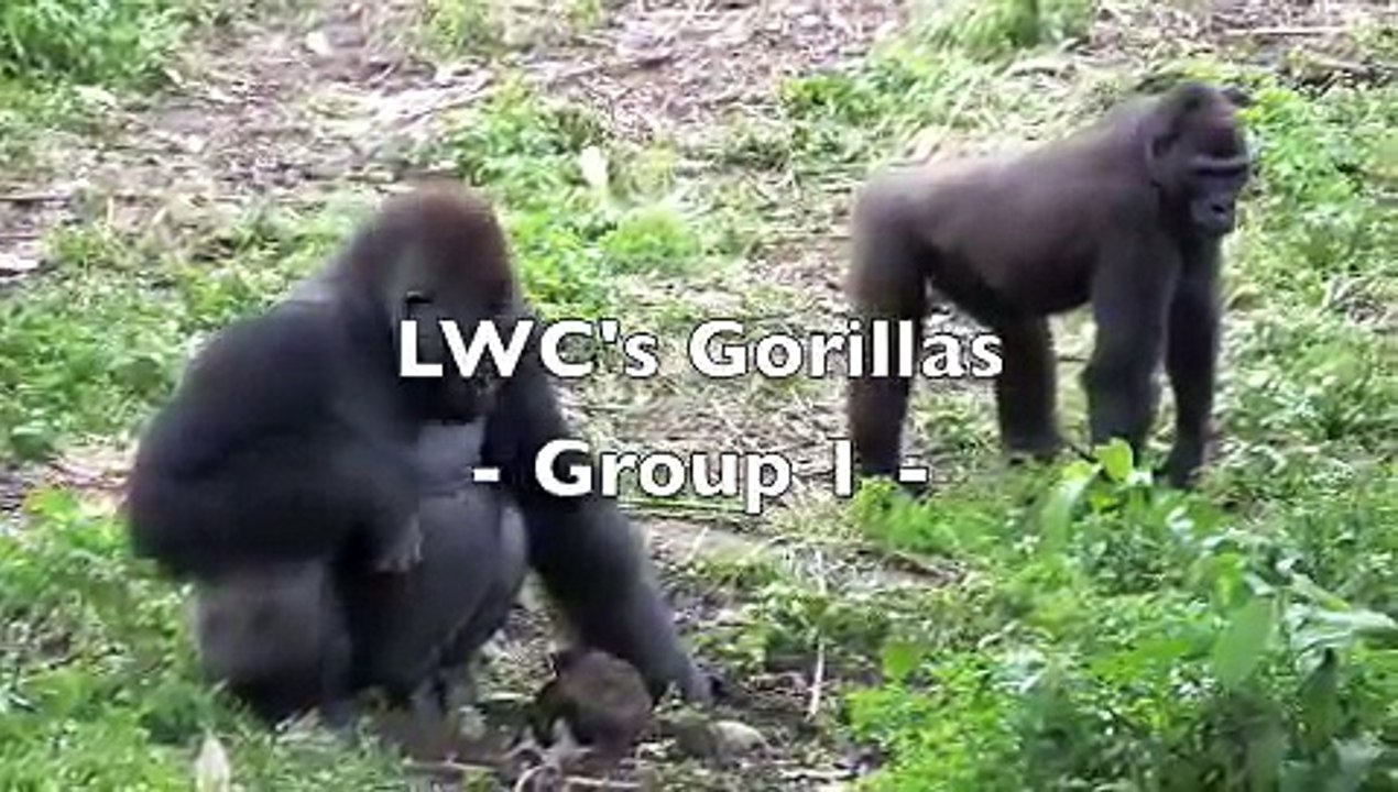 LWC's gorillas