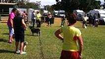 SOCIALIZE YOUR DOG- DIY Dog training to play nice with other dogs - a tutorial by Cooking For Dogs