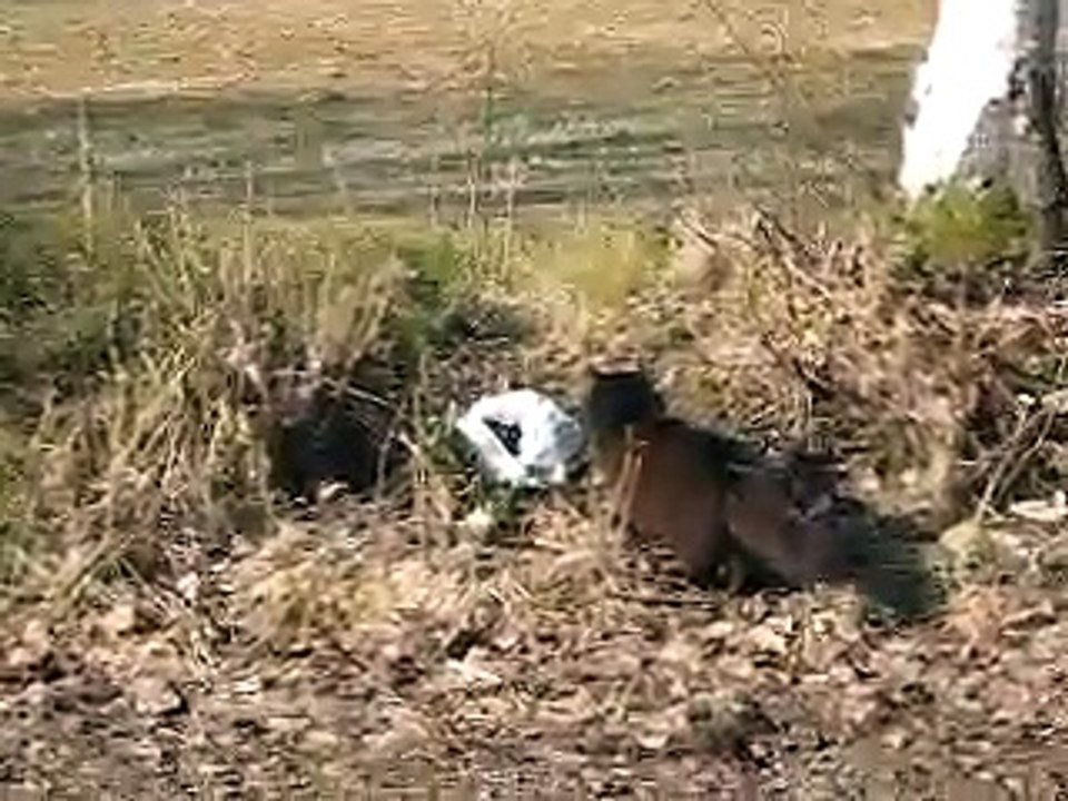 CATFIGHT!! :D