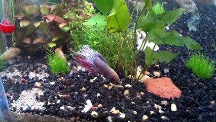 Can Betta Fish Live in a Community Tank?