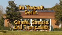Giraffe, Strauss und Trampeltier - Im Tierpark Berlin