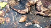 мертвая змея кусает сам себя. интересно
