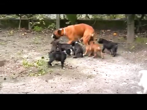 Boxers Puppies